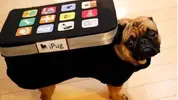 Dos-in-costume_Ipad.webp
