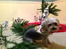 PAY-Star-Wars-Stormtroopers-assembling-a-Christmas-Tree.webp