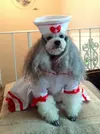 cutie-nurse-halloween-dog-costume-16428.webp