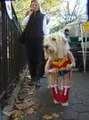 dog-halloween-costumes-by-istolethetv.webp