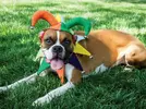 original_Sam-Henderson-handmade-Halloween-dog-costume-jester-beauty_h.jpg.rend.hgtvcom.966.725.webp