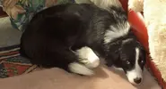 Nell the Dog 2.webp