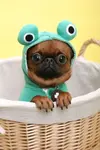 10-Pet-Costume-Ideas-For-Halloween-2.webp