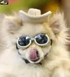 dogs_31.webp