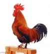 06823-Cockerel-crowing-white-background.webp