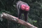 monkey_butt_1.webp