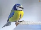british-garden-birds-tit-family-53c2eb09c22cb.webp