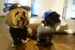 dog-wedding.webp