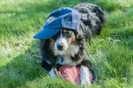MichiganHat.webp