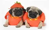 halloween-dogs-1080P-wallpaper-middle-size.webp