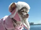 chihuahua-wearing-clothes-in-cold-weather.webp