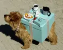 fancy-dress-dogs-parade-halloween-costumes3.webp