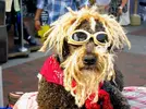 hippie dog.webp