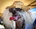 Hippie_Dog964.webp