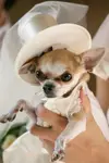 dog-wedding-outfit.webp