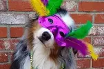 21-dogs-in-their-mardi-gras-finest-1-25147-1394056364-3_big.webp