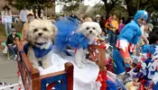 Mardi+Gras+Dogs.webp