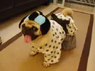 large.webp