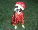 pethalloween28.webp
