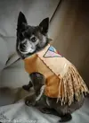 Roxy-in-buckskin-1-of-1-8.webp