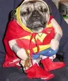 superhero-dog-282x336-custom-250x297.webp