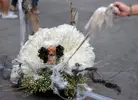 halloween-dog-costumes.webp
