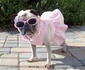 11mattithepug01.webp