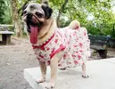 mamma-biscuit-1.webp