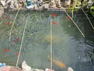 my fishpond.webp