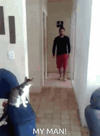 Kitty Fist Bump 1.GIF