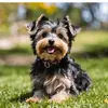 teacup-yorkie-poos.webp