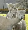 1000007863.webp