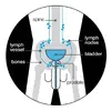 pelvic-area-with-lymph-nodes-and-vessels.webp pelvic-area-with-lymph-nodes-and-vessels.webp