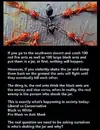 Ants In Jar.webp