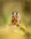 1751727604896.webp