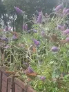 20250727_133307.webp