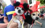 us-halloween-dogs1.webp