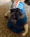 dog-dressed-like-football-player.webp