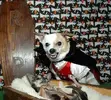 funny-vampire-dog-costumes.webp