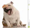 image.webp