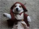 dog-star-wars-costume-12.webp