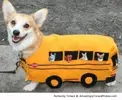 Bus-Custume-for-dog-resizecrop--.webp