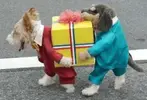 Pet-Halloween-Costume-Ideas-300x205.webp