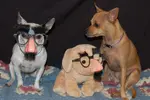 april-fools-dogs.webp