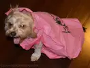 sadiewoopie2-1024x779.webp