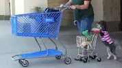 a.baa-Some-dogs-help-with-shopping.webp