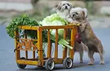 Dog-shopping1.webp