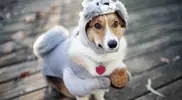 dog-shopping-10-ppcorn.webp