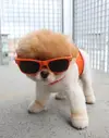 a.baa-Some-dogs-help-with-shopping.webp