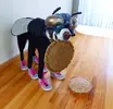 Dog-shopping1.webp